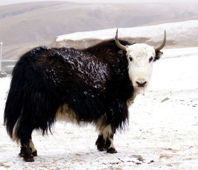 yak wool shikuyoro.jpg